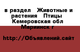  в раздел : Животные и растения » Птицы . Кемеровская обл.,Мариинск г.